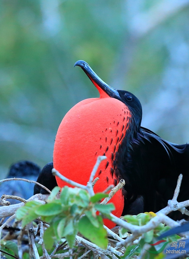 3����������Magnificent Frigatebird.jpg