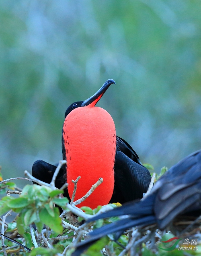 4����������Magnificent Frigatebird.jpg