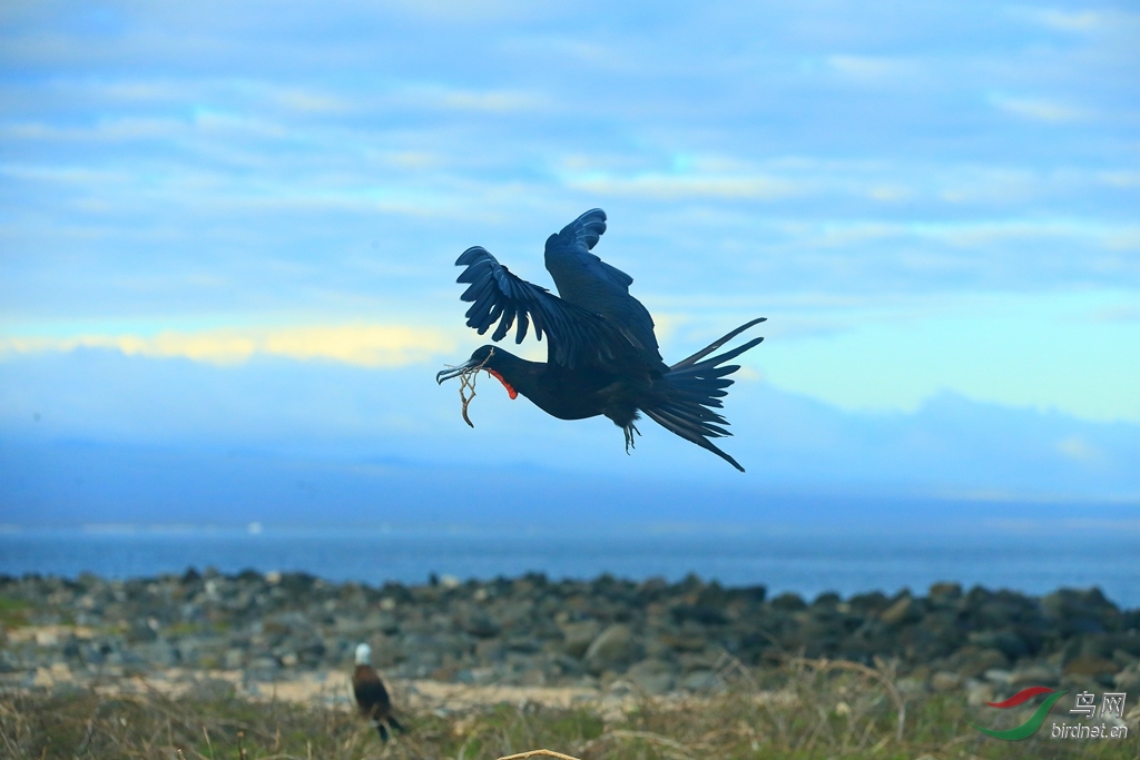 5����������Magnificent Frigatebird.jpg