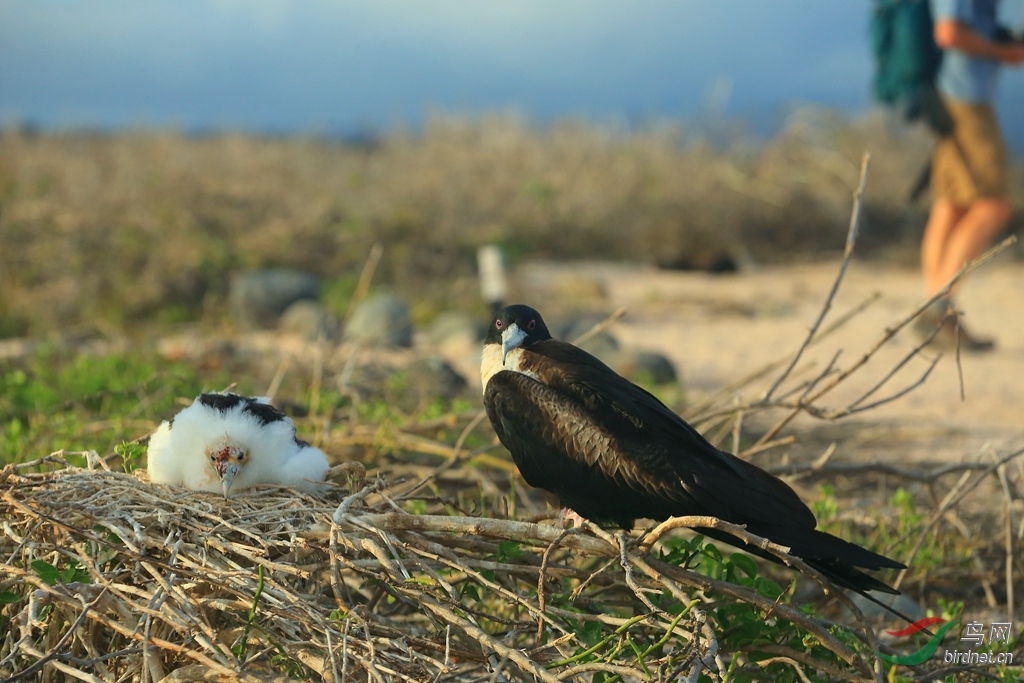 6�ڸ�������Great Frigatebird.jpg