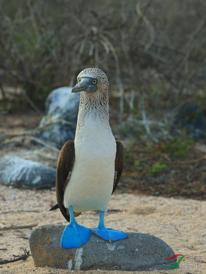 7蓝脚鲣鸟blue-footed booby.jpg