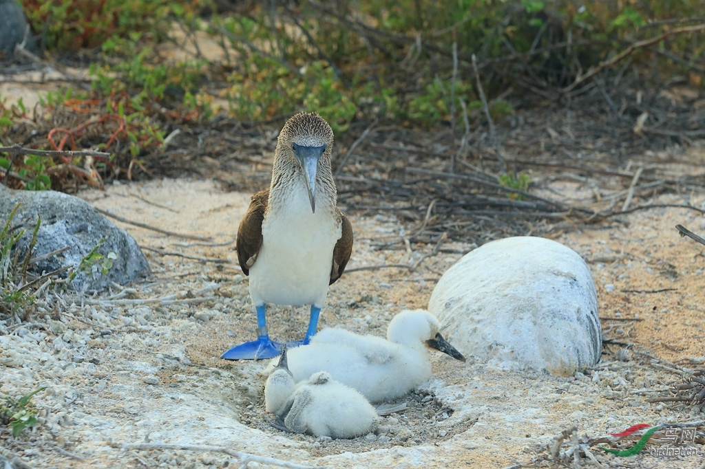 8��������Blue-footed Booby.jpg