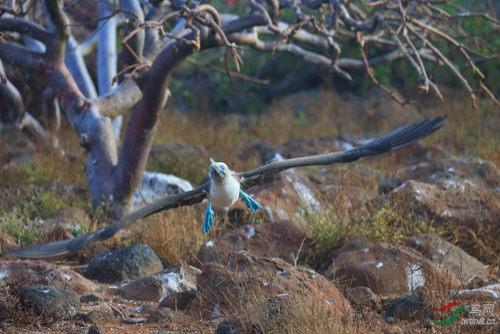 10��������Blue-footed Booby1.jpg