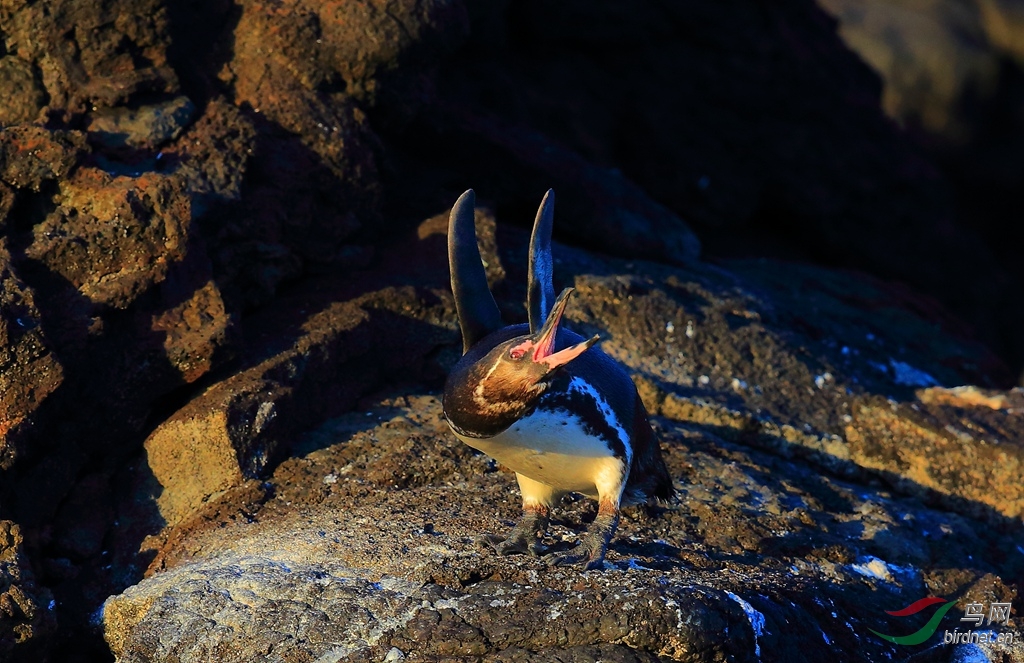 12加岛企鹅galapagos penguin.jpg