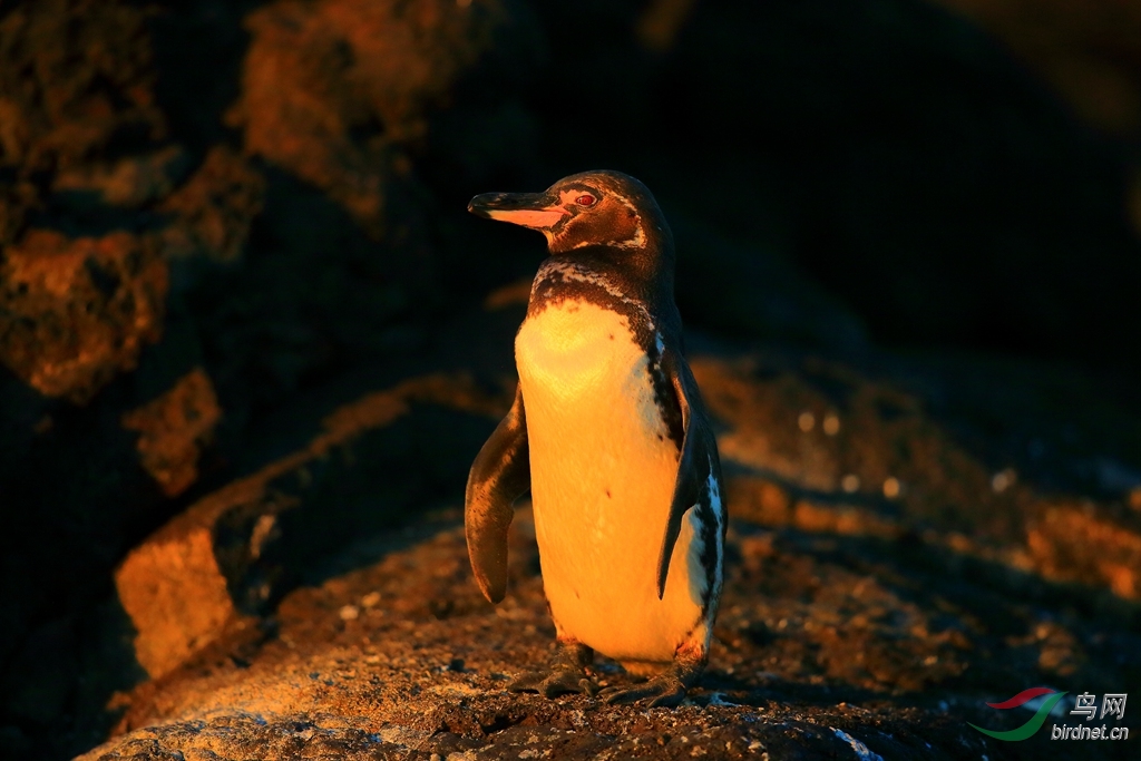 加岛企鹅galapagos penguin.jpg