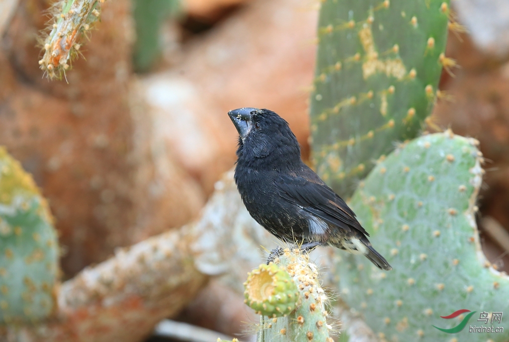5���ȸ����ŵά������Large Ground-Finch.jpg