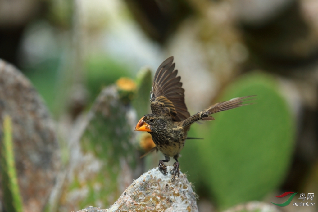 5���ȸ�ƣ���ŵά������Large Ground-Finch.jpg