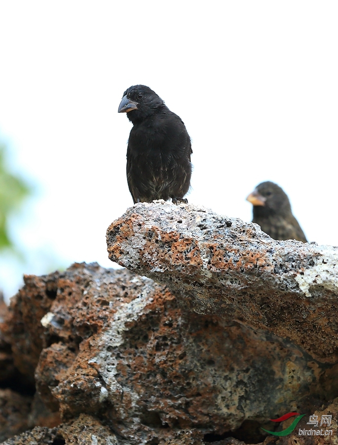 6�������Ƶ�ȸLarge Cactus-Finch.jpg