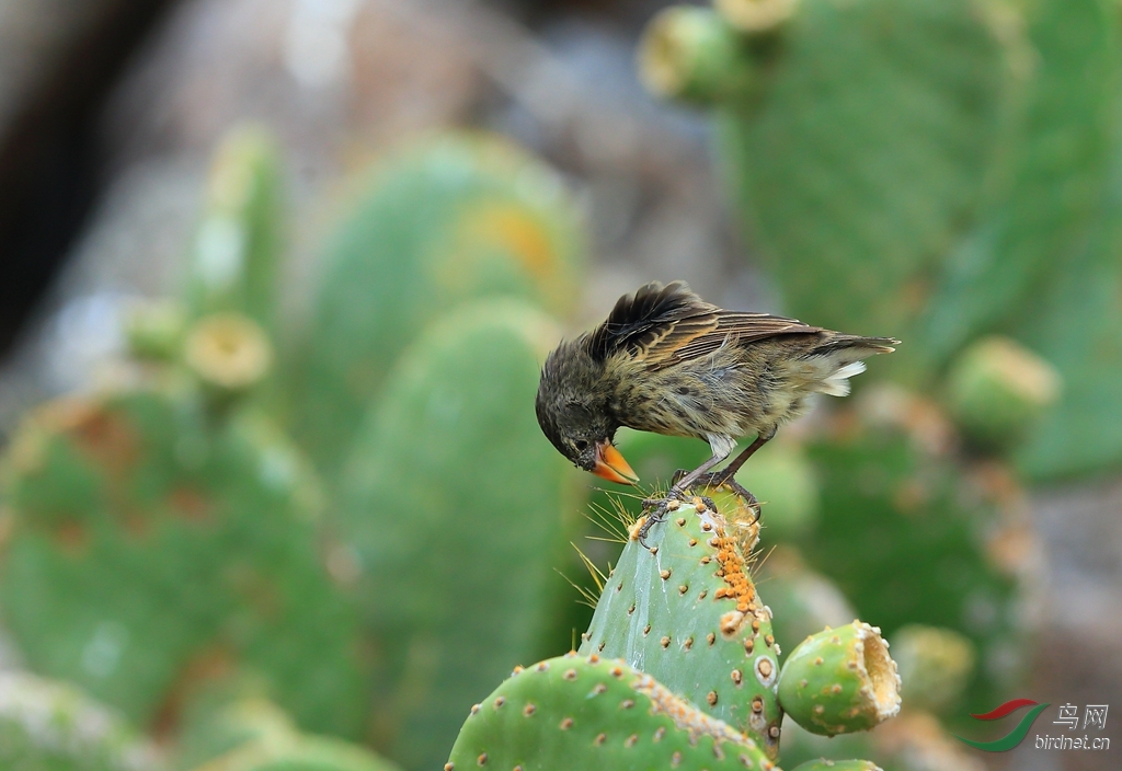 6�������Ƶ�ȸ�ƣ���ŵά������Large Cactus-Finch.jpg