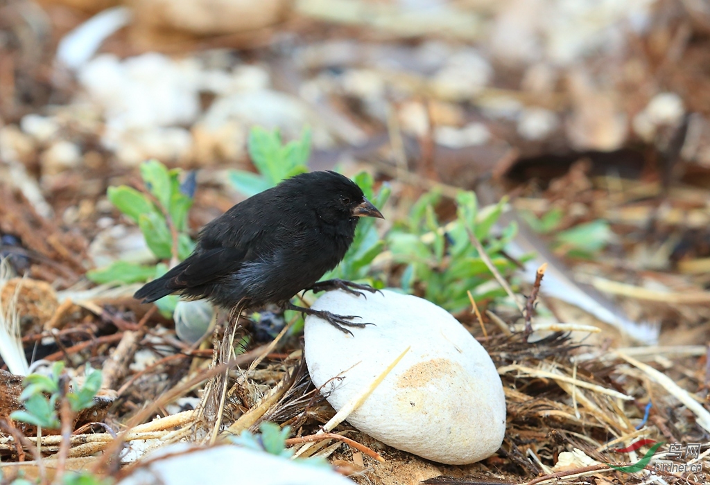 7�����ȸ����ŵά������Sharp-beaked Ground-Finch.jpg