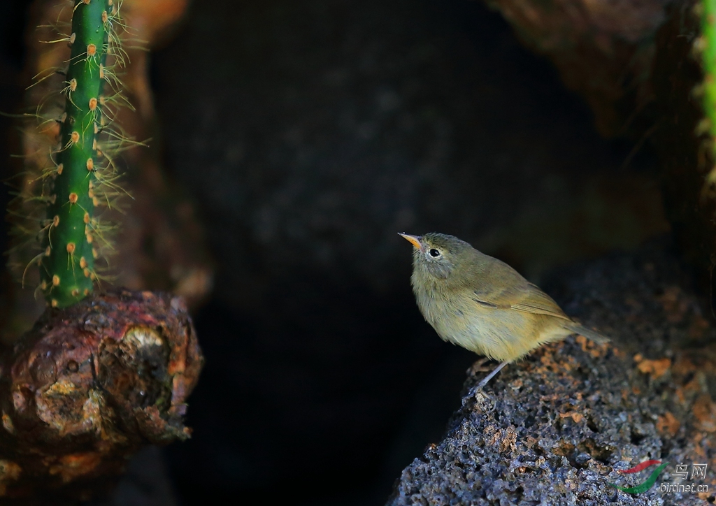 8�Ҽӵ�ȸݺGray Warbler-Finch.jpg