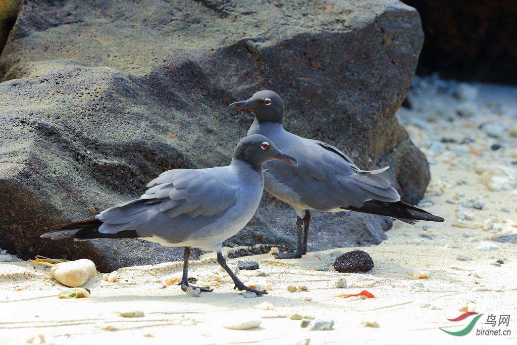 9��ŸLava Gull.jpg