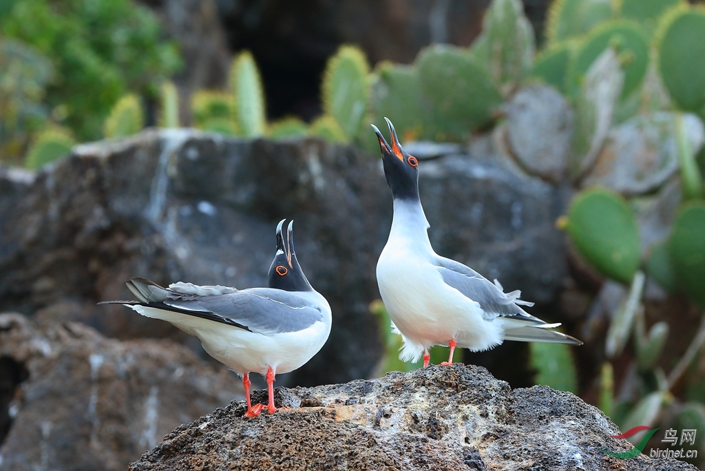 10��βŸSwallow-tailed Gull.jpg