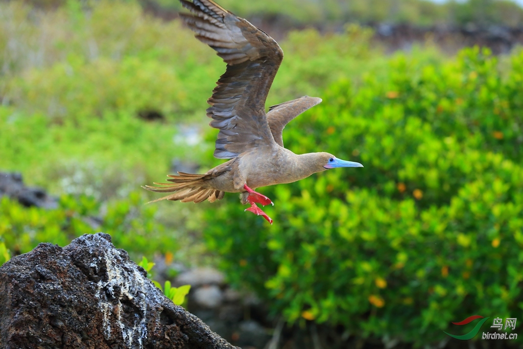 13�������Red-footed Booby.jpg