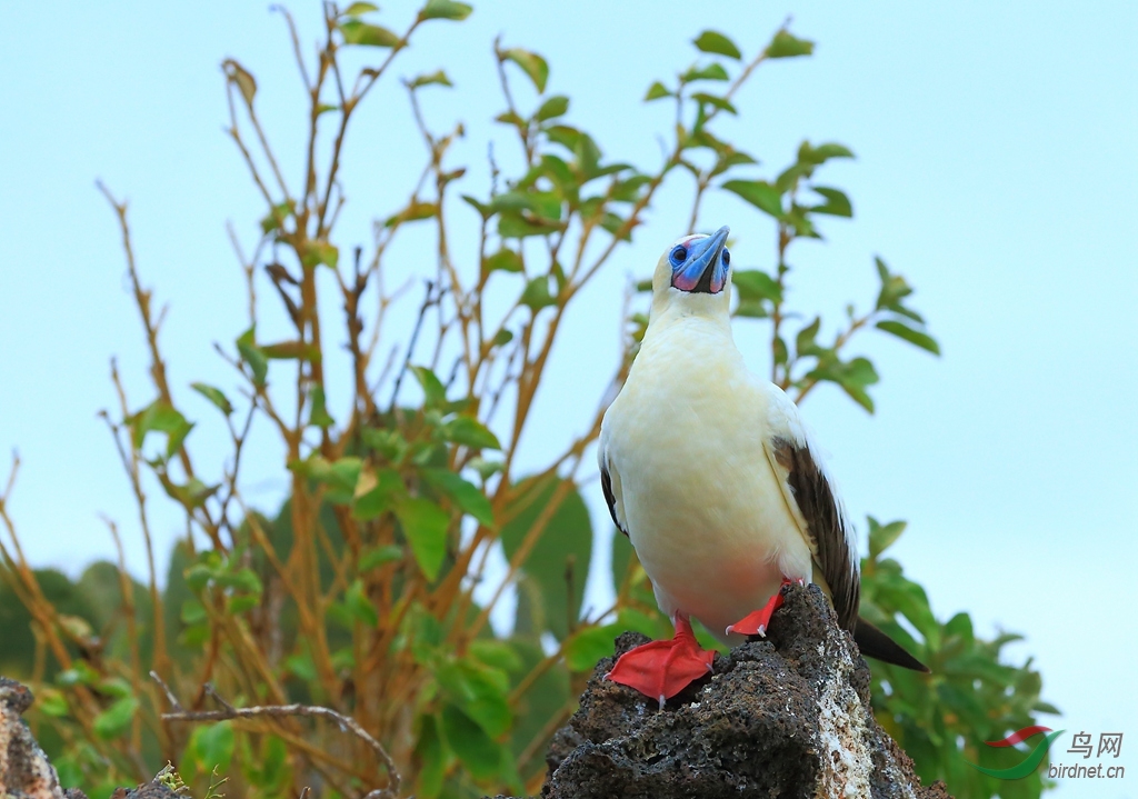 15�������Red-footed Booby.jpg