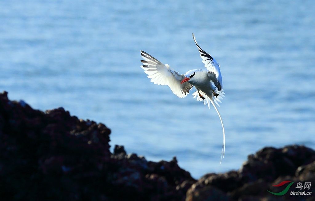 16�����sRed-billed Tropicbird.jpg