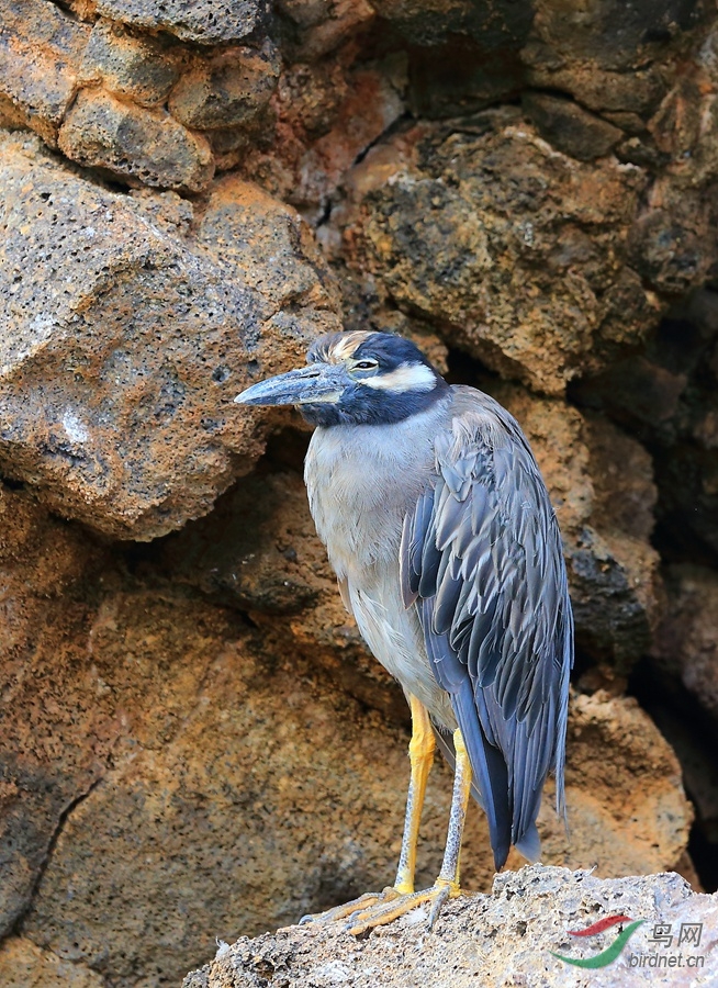 18�ƹ�ҹ��Yellow-crowned Night-Heron.jpg