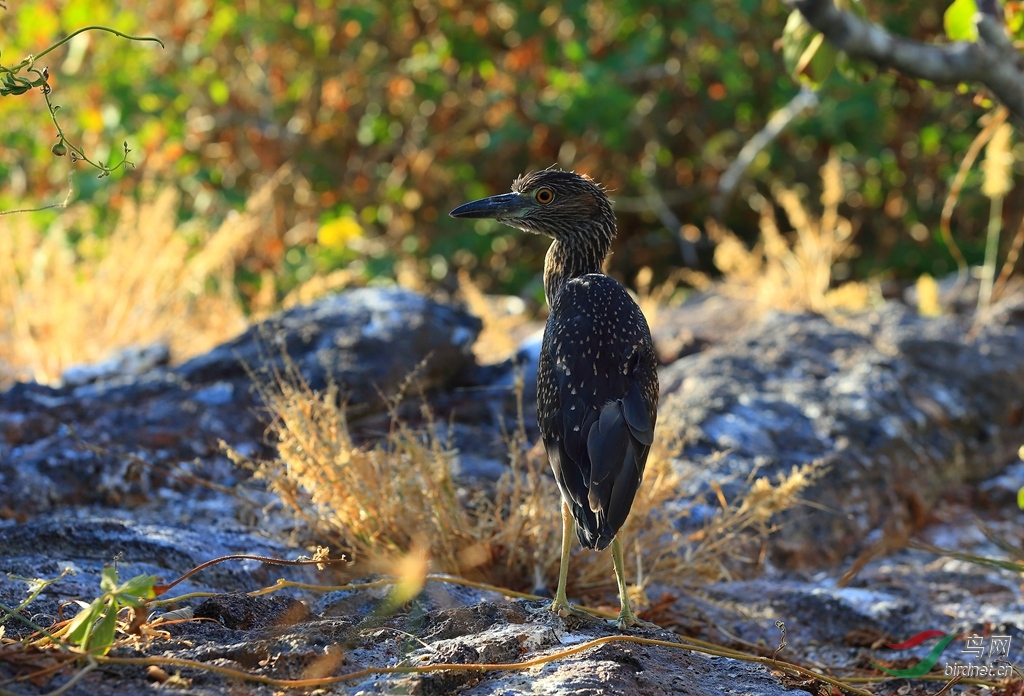 18�ƹ�ҹ�ش�Yellow-crowned Night-Heron.jpg