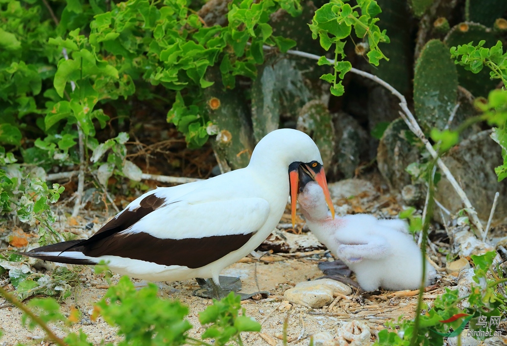 19��������������ͼNazca Booby.jpg