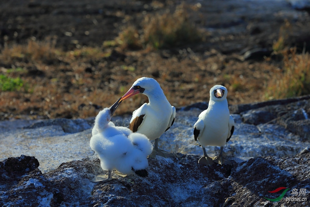 20��������������ͼNazca Booby.jpg