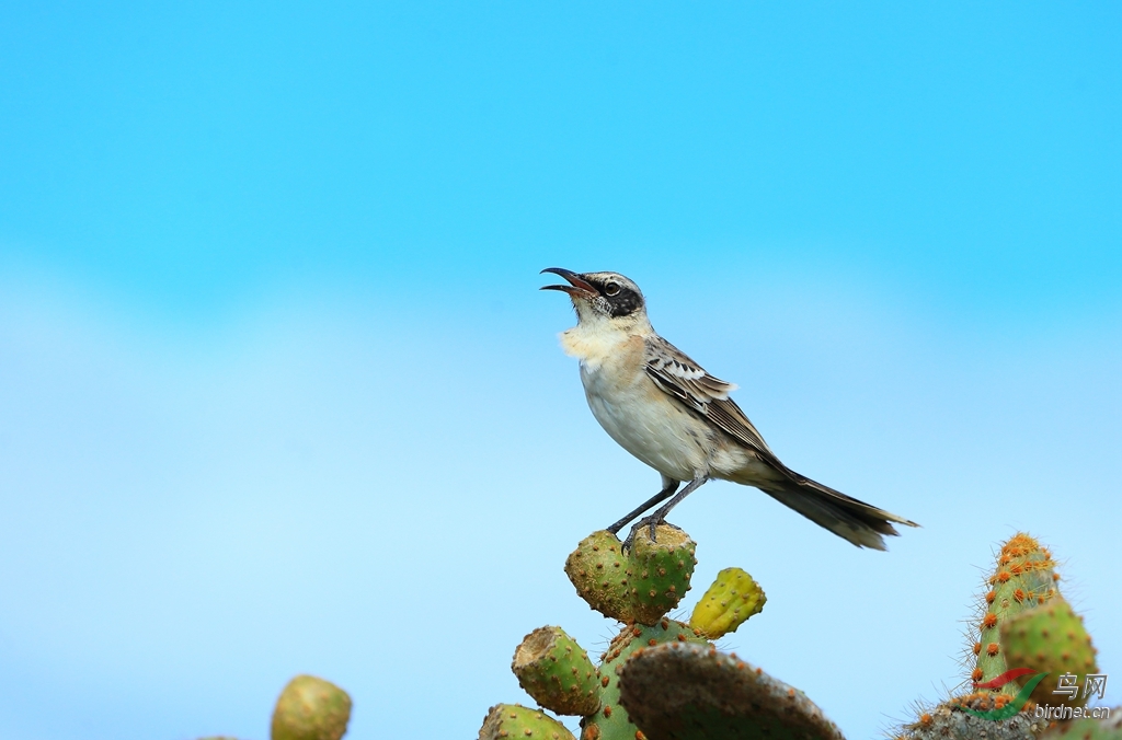 21�ӵ����Galapagos Mockingbird.jpg