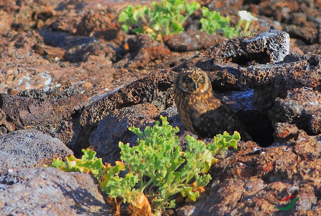 23�ӵ��̶��^Short-eared Owl.jpg