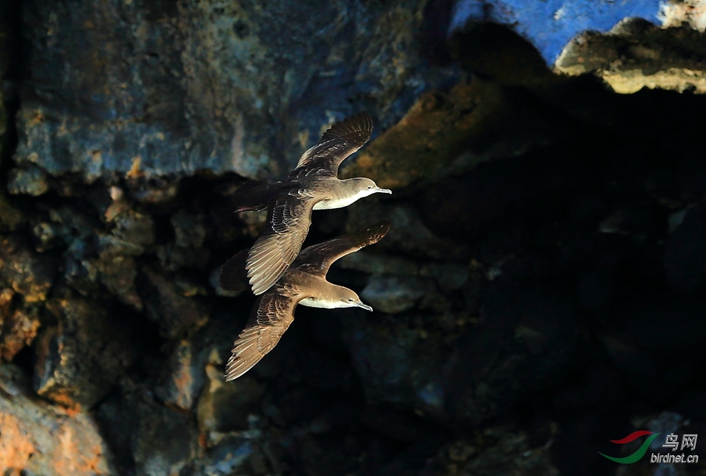 24�ӵ��IGalapagos Shearwater.jpg