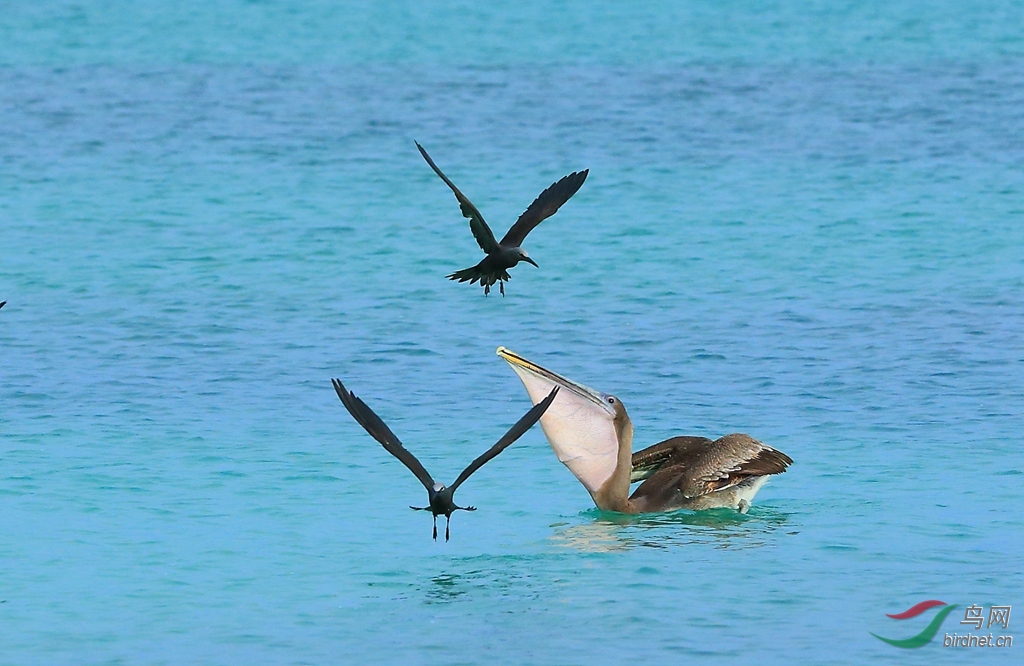 7�׶�����Ÿ�������Brown Noddy.jpg
