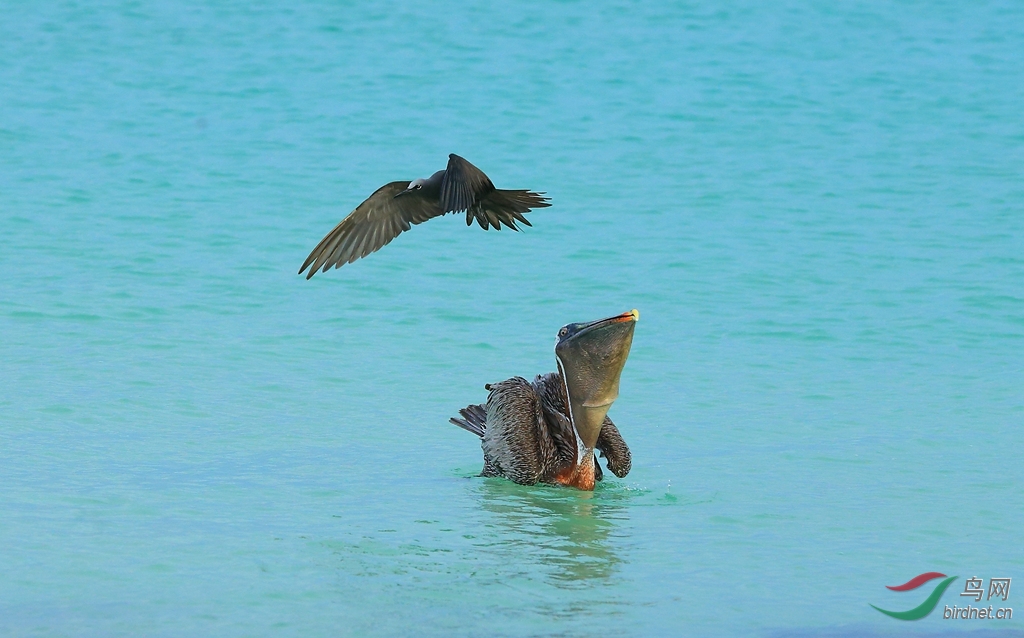 8�׶�����Ÿ�������Brown Noddy.jpg