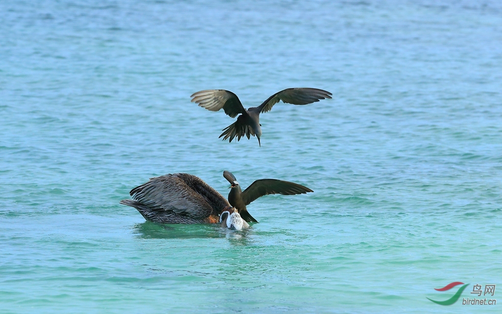 9�׶�����Ÿ�������Brown Noddy.jpg