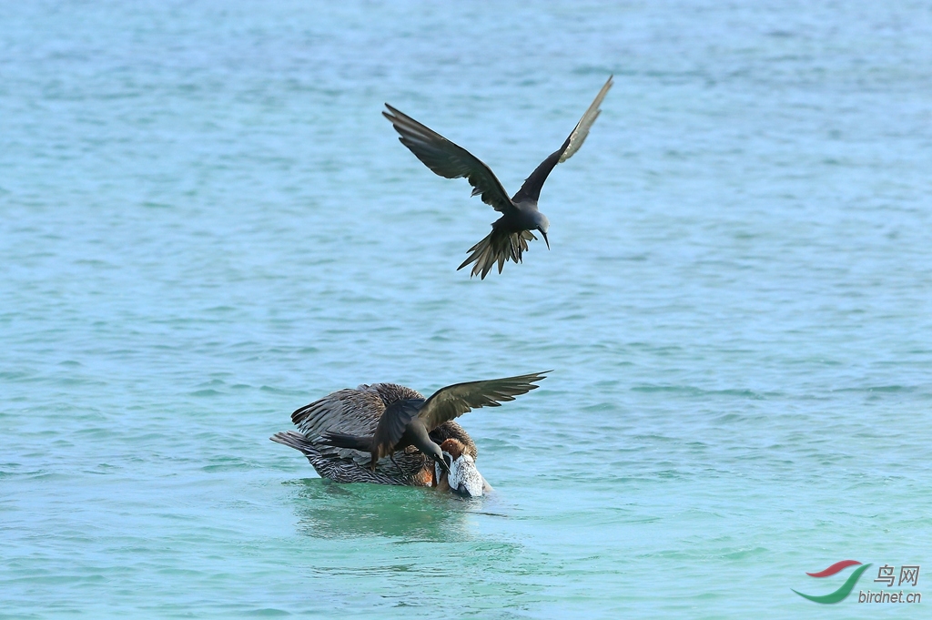 10�׶�����Ÿ�������Brown Noddy.jpg