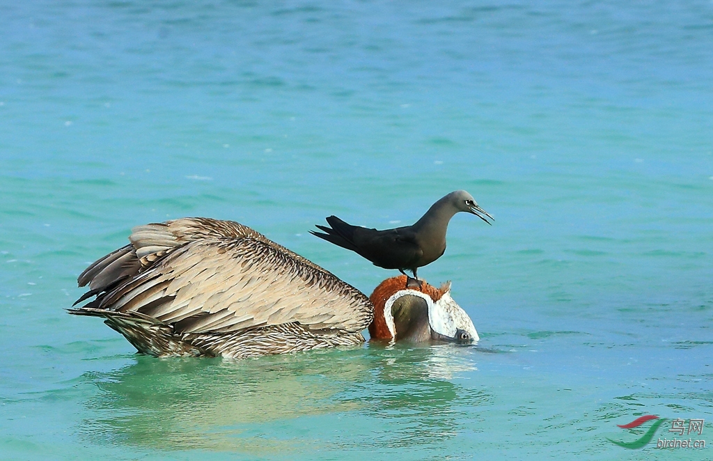 11�׶�����ŸBrown Noddy.jpg