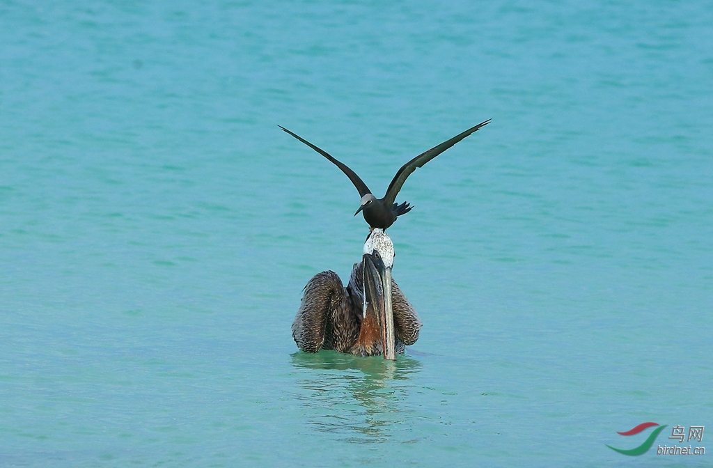 12�׶�����ŸBrown Noddy.jpg
