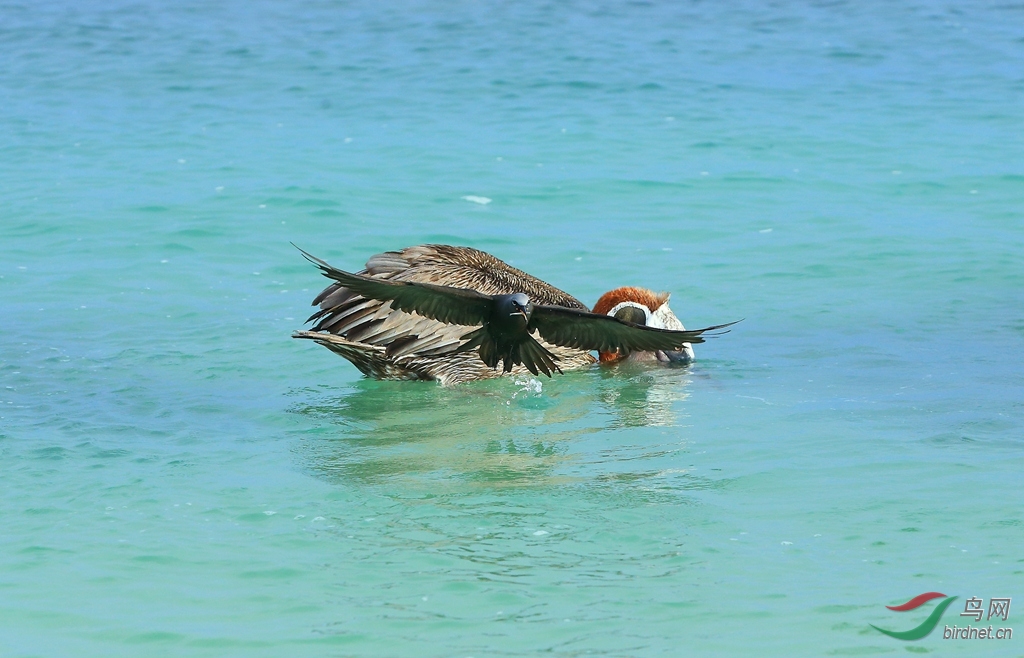 13�׶�����ŸBrown Noddy.jpg