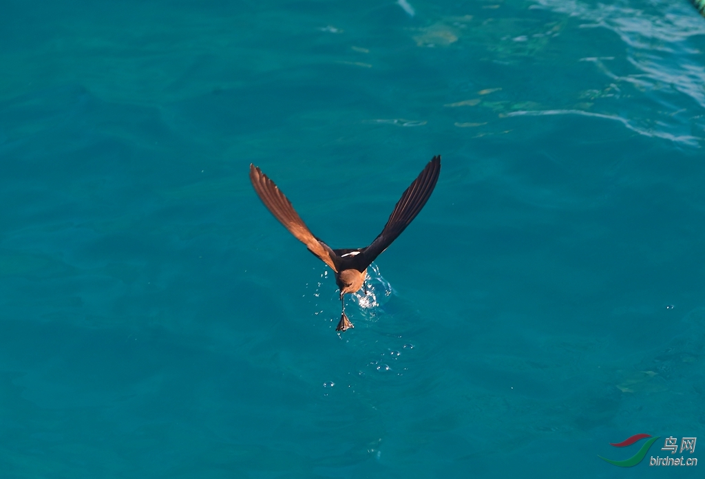 14�ӵ���β����Wedge-rumped Storm-Petrel.jpg