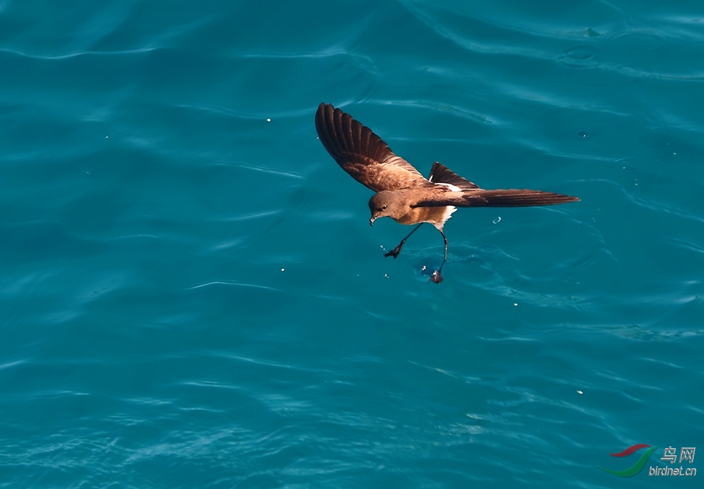 15�ӵ���β����Wedge-rumped Storm-Petrel6.jpg