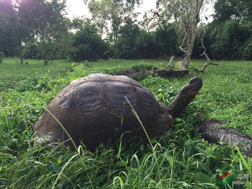 在加拉帕戈斯的八天七夜