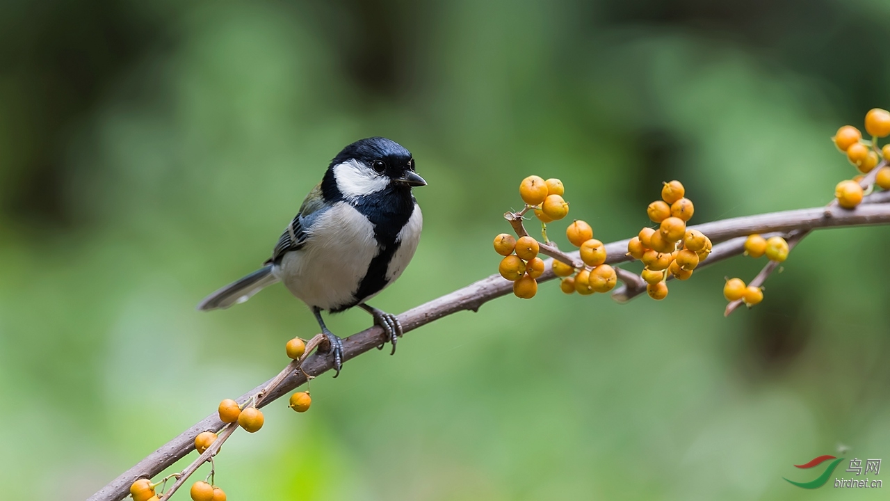 一组大山雀花鸟图