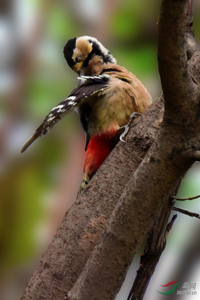 DSC��ľ��_7987---1.jpg