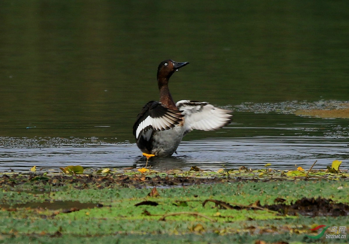 青头亮翅——祝鸟友们国庆节快乐!