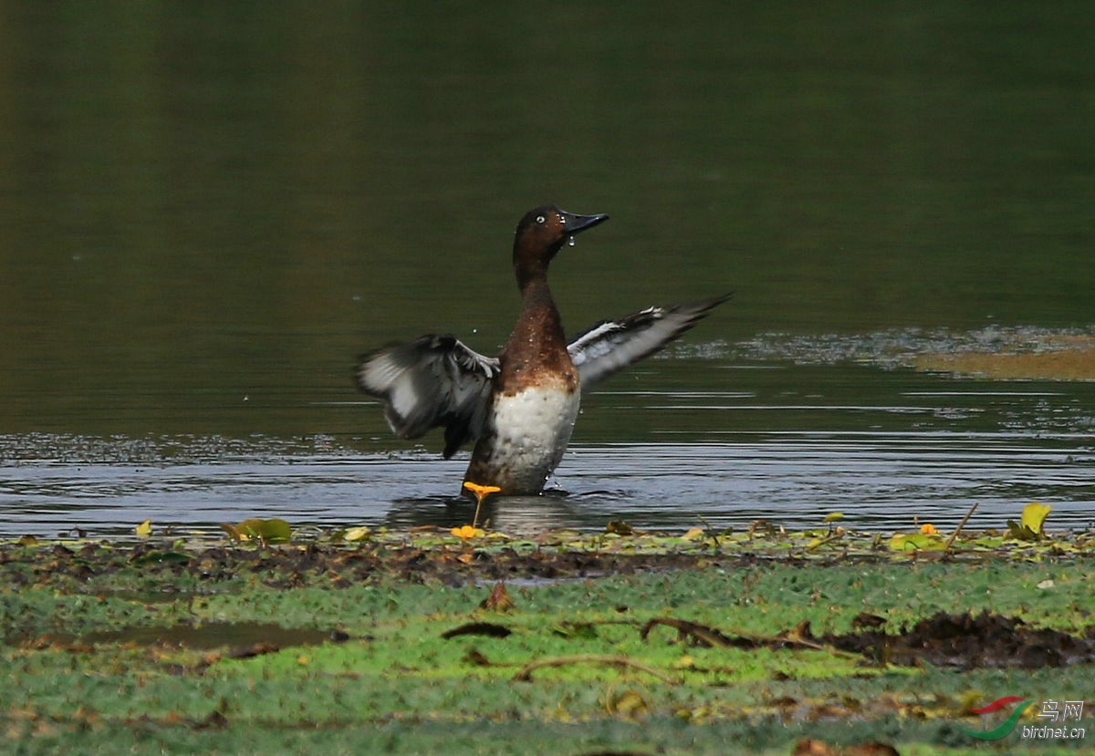 青头亮翅——祝鸟友们国庆节快乐!