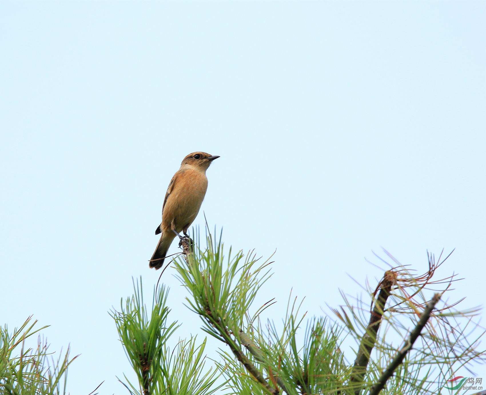 高高在上的小鸟