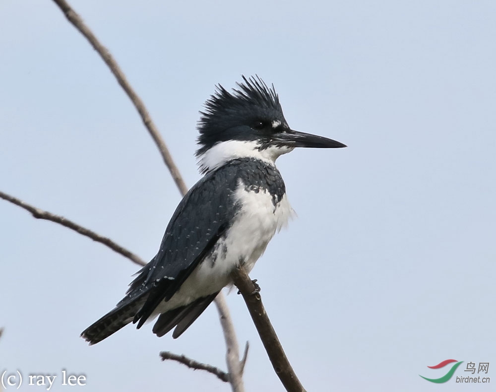 带鱼狗 (belted kingfisher)