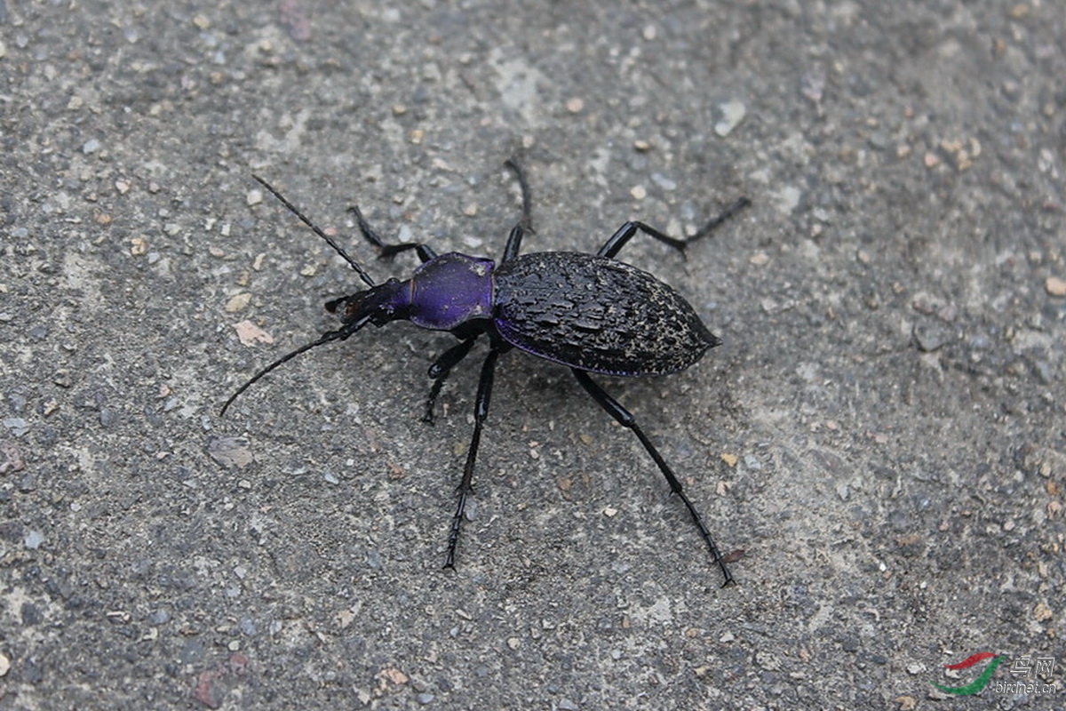 后花园的虫虫蜻蜒与步甲