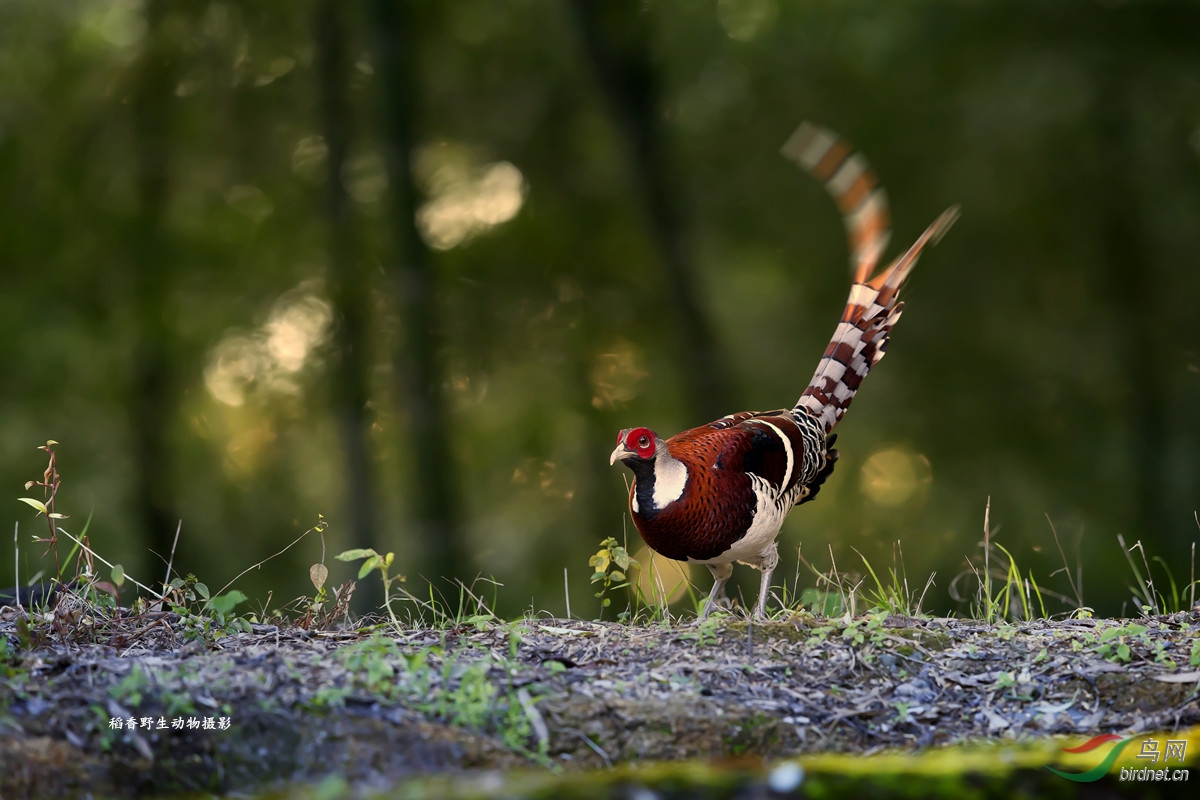 长尾雉
