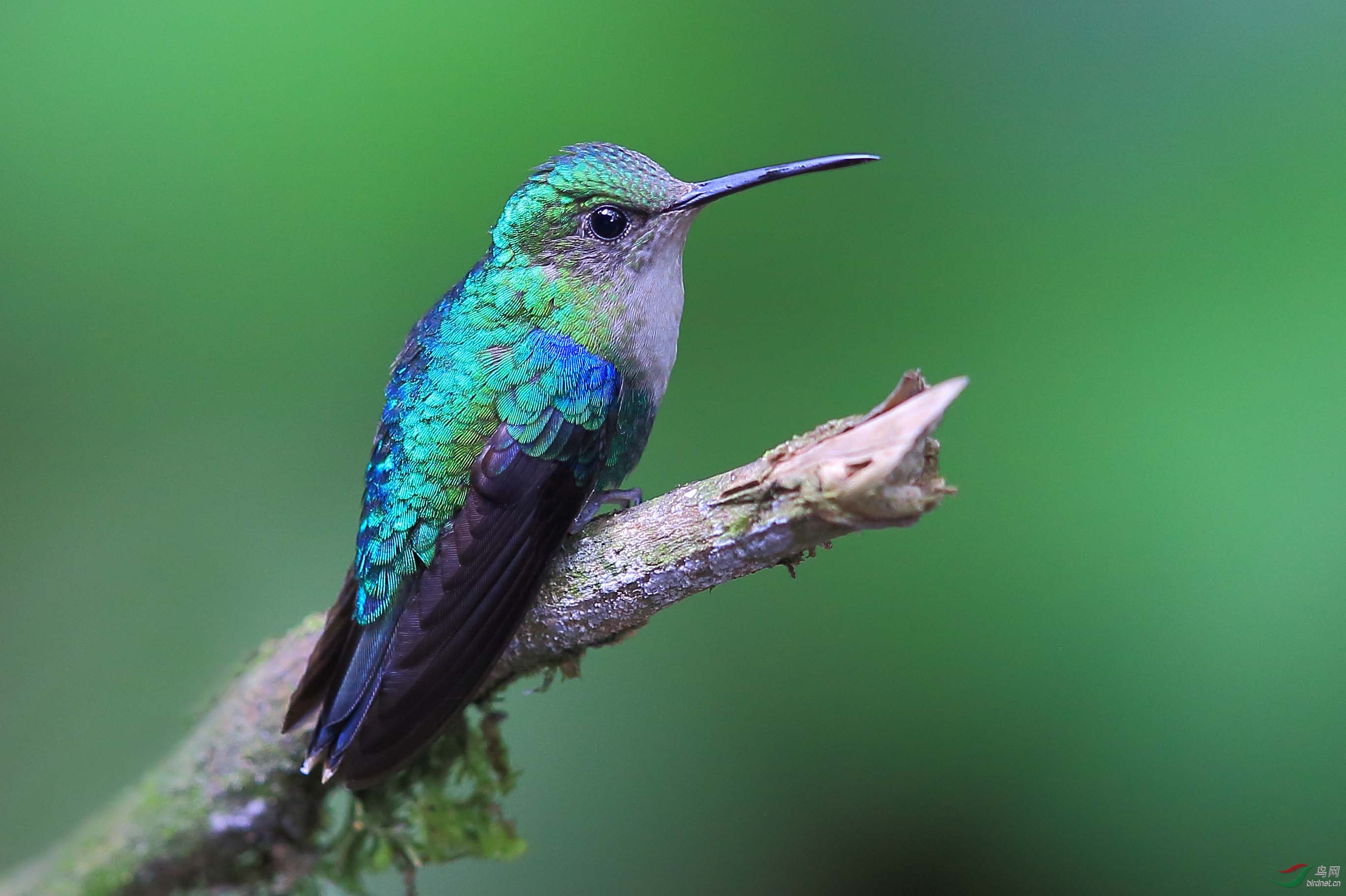 (灰胸蜂鸟)节日快乐