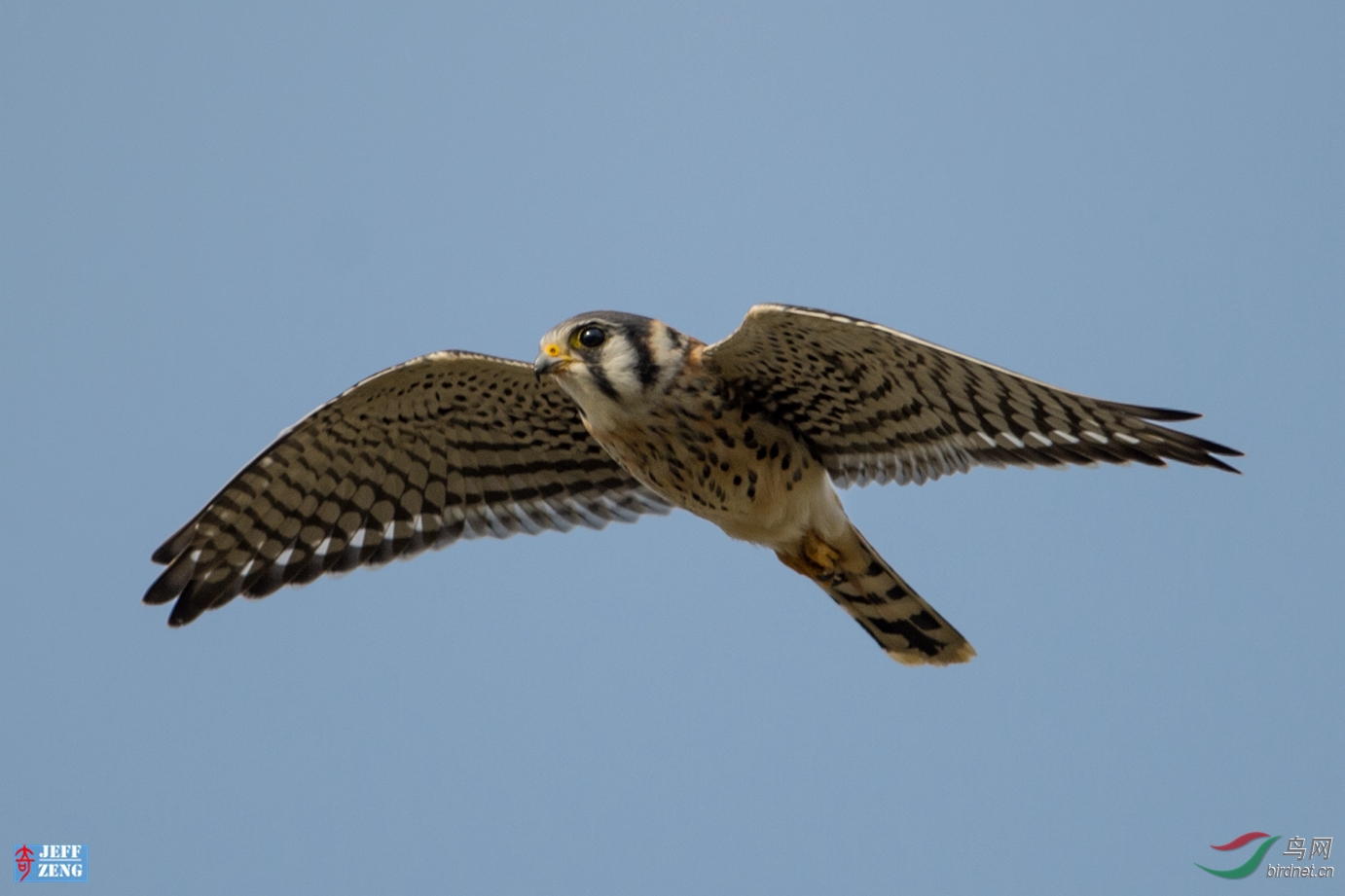 猛禽也可爱美洲隼