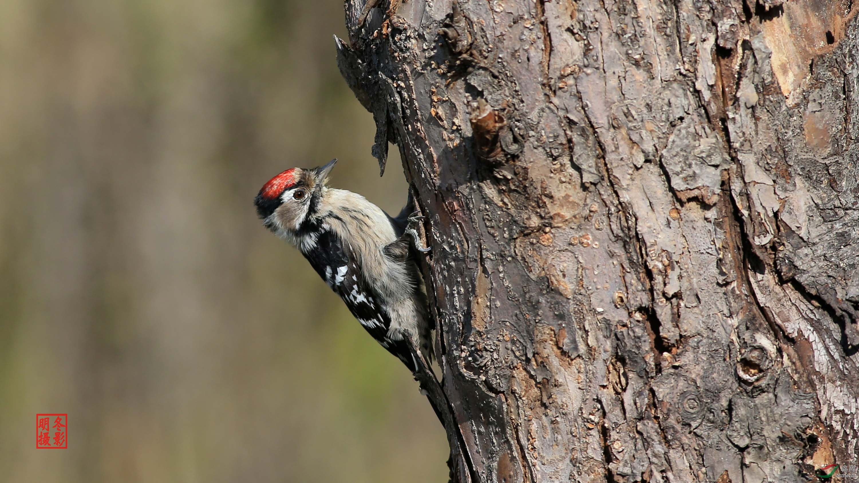 小斑啄木鸟