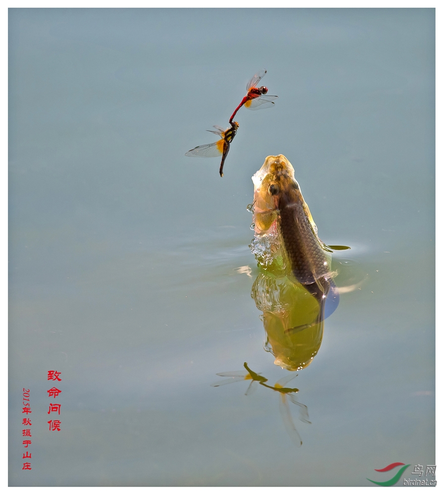 鱼跃水面捕蜻蜓