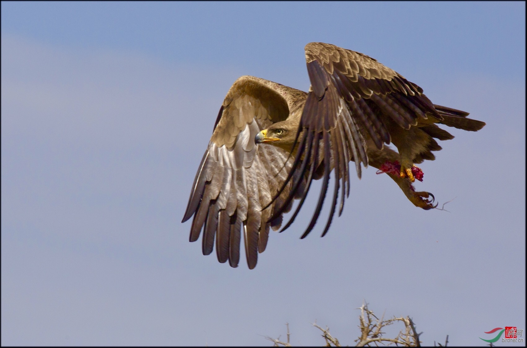 非洲草原上的雕